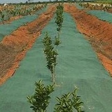Mua Vải ngăn chặn cỏ dại không dệt online manufacture