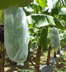 Mua Weed Control Agriculture PP Nonwoven for Planting Customize Weight Color Width Length online manufacture