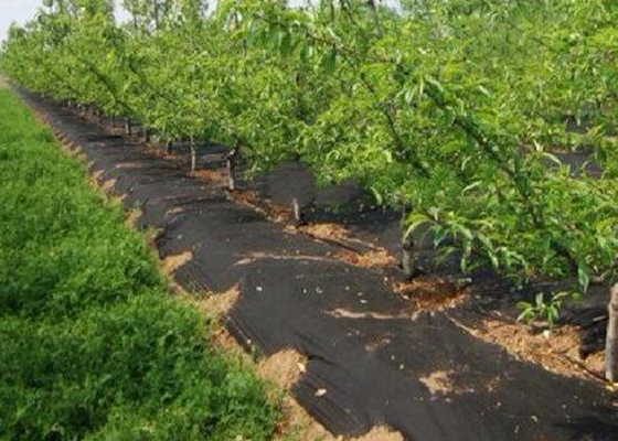 Mua Lớp phủ mặt đất / Vải nông nghiệp Cảnh quan Vải kiểm soát cỏ dại Không độc hại Đen xanh online manufacture