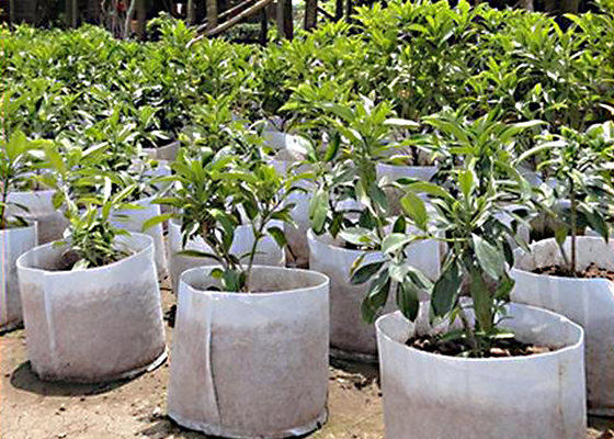 Mua Lớp phủ mặt đất có thể phân hủy sinh học Weed Control Fabric Mulch 100% Polypropylen online manufacture