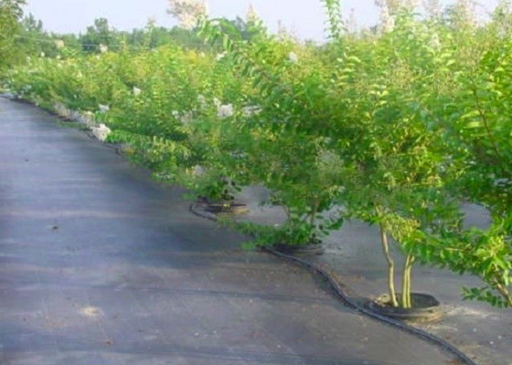 Mua Nông nghiệp chuyên nghiệp không dệt màu vải tùy chỉnh cho cỏ dại kiểm soát mat online manufacture
