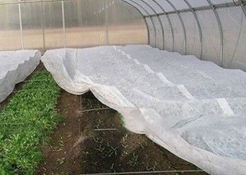 Vải không dệt cho nông nghiệp hiện đại 100-600mm Chiều rộng 0,5-1,5mm Độ dày