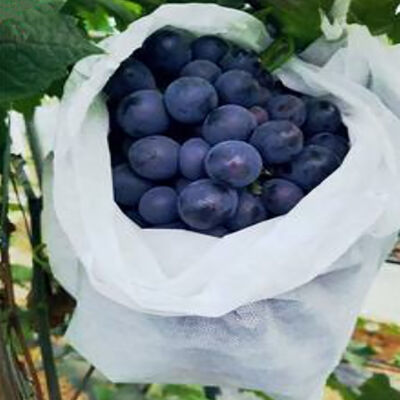 Rượu vang chuối nông nghiệp Vải vải không dệt trái cây Hít thở cho túi bọc