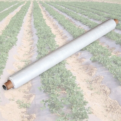 Tên