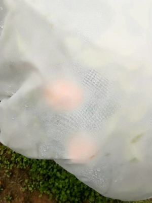 Tên