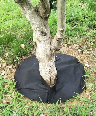 Tên